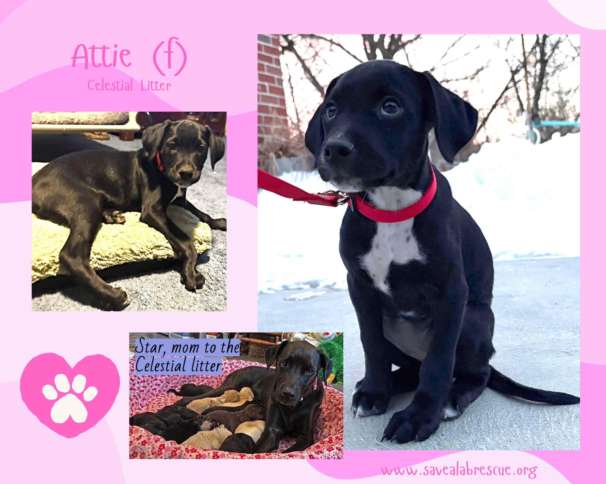 Attie, adopted, Puppy Female Labrador Retriever & Black Labrador Retriever.