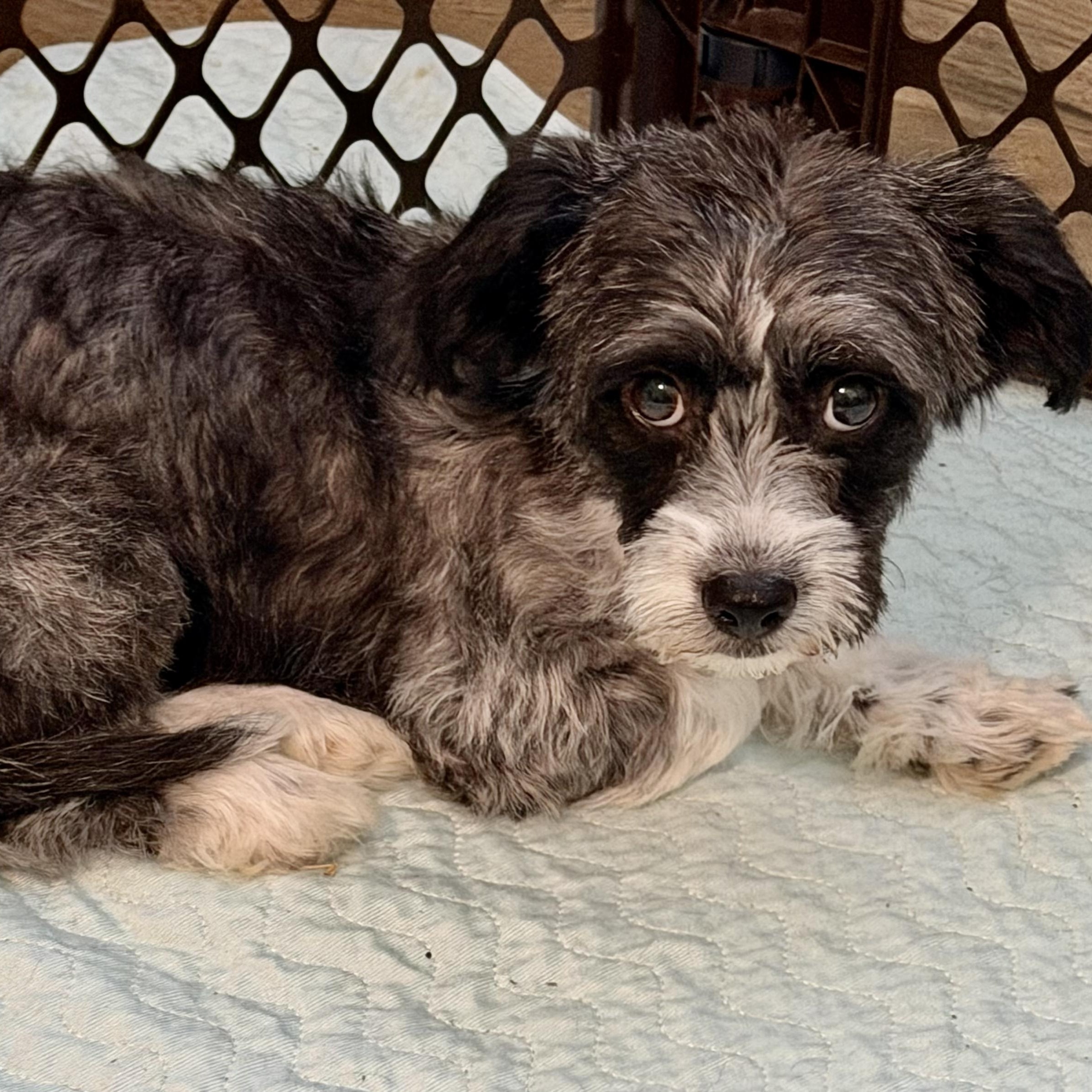 Italy Worth, Adoptable, Young Female Poodle (Toy) & Chihuahua.
