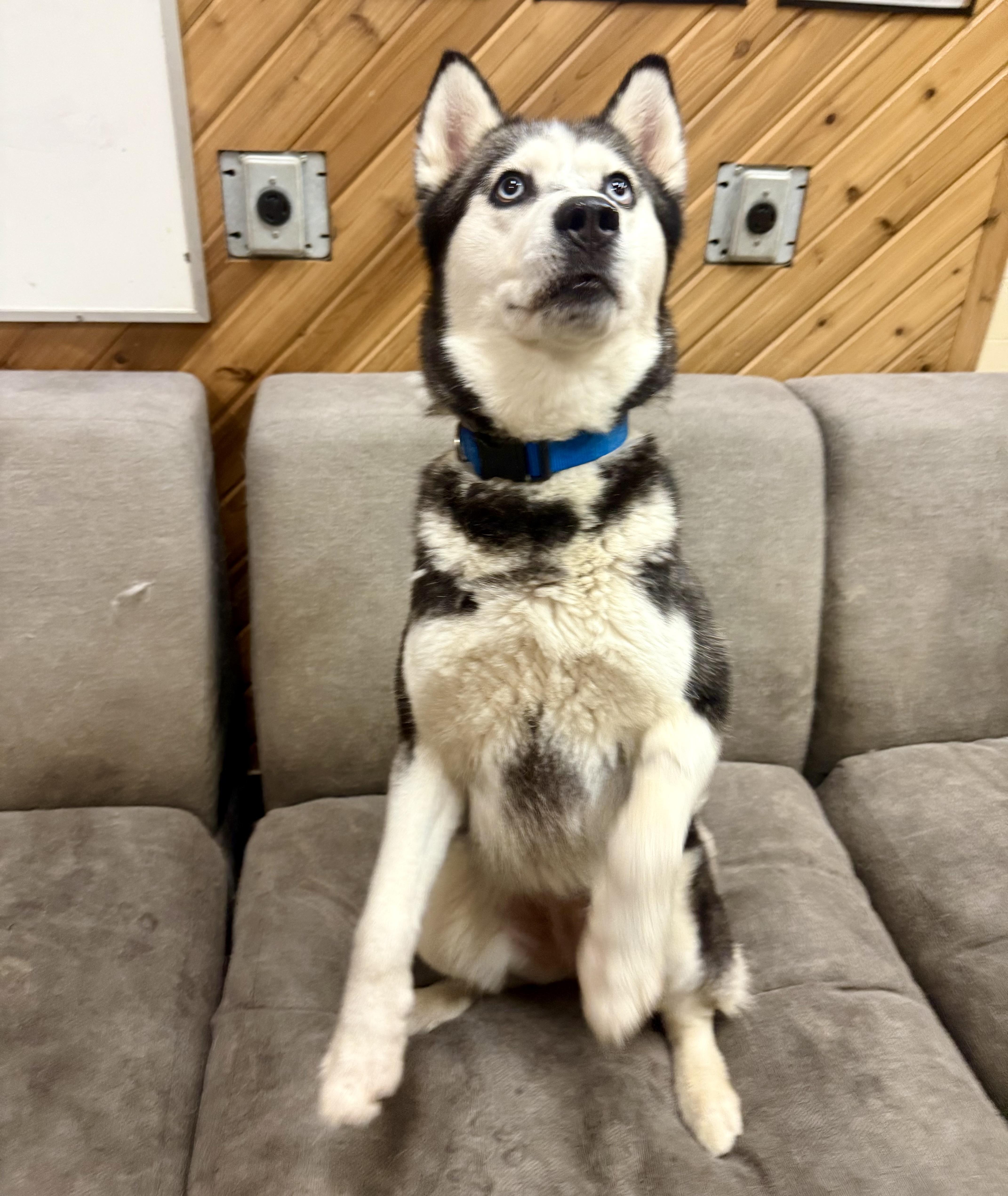Enlarge Athena, a ADOPTABLE Siberian Husky in Langley, BC image 2/5