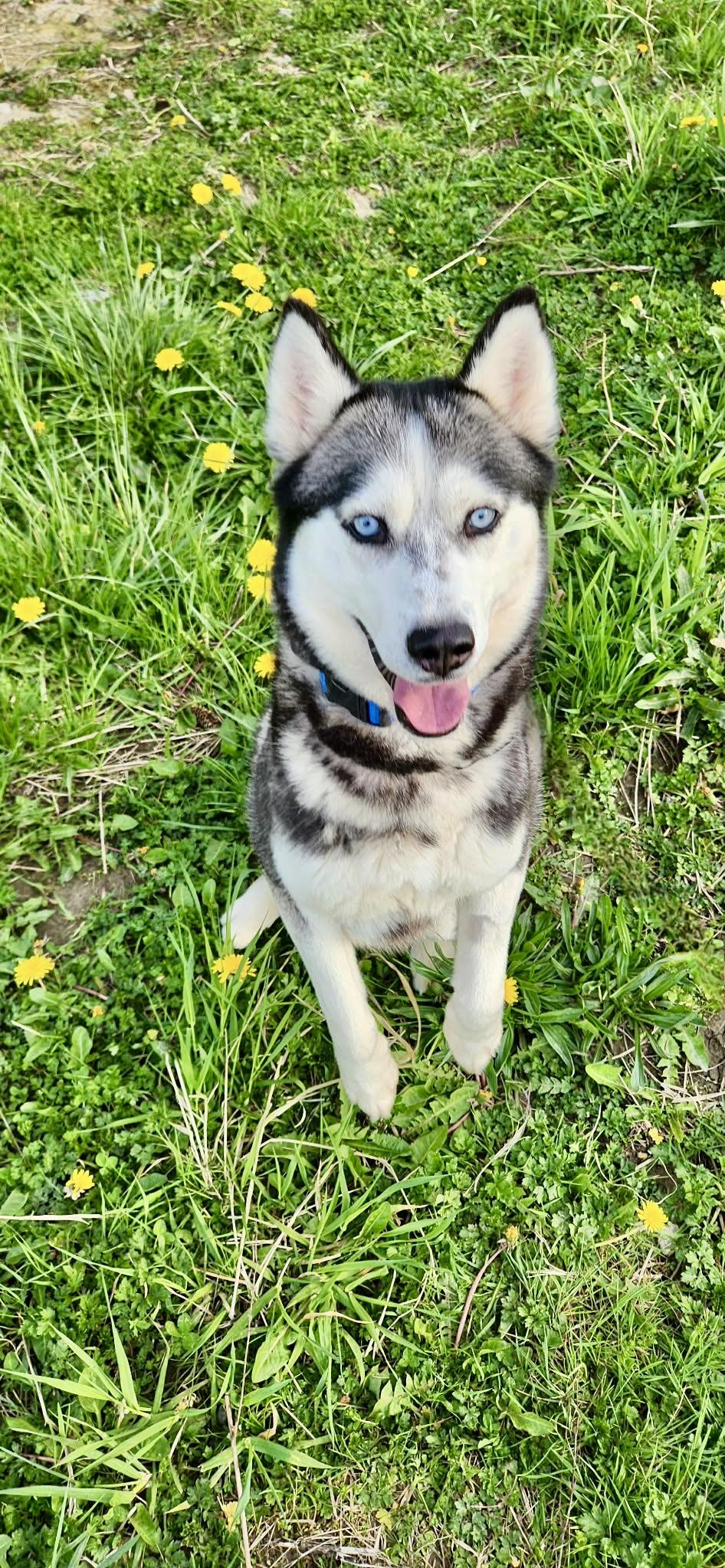 Enlarge Athena, a ADOPTABLE Siberian Husky in Langley, BC image 1/5