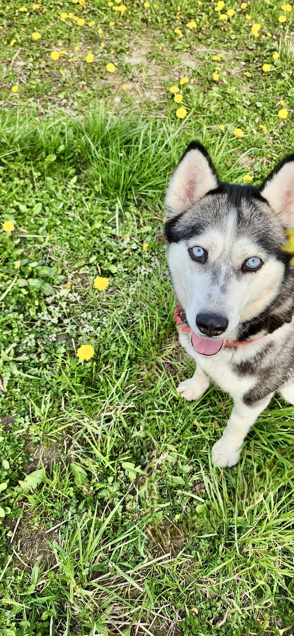 Enlarge Athena, a ADOPTABLE Siberian Husky in Langley, BC image 3/5