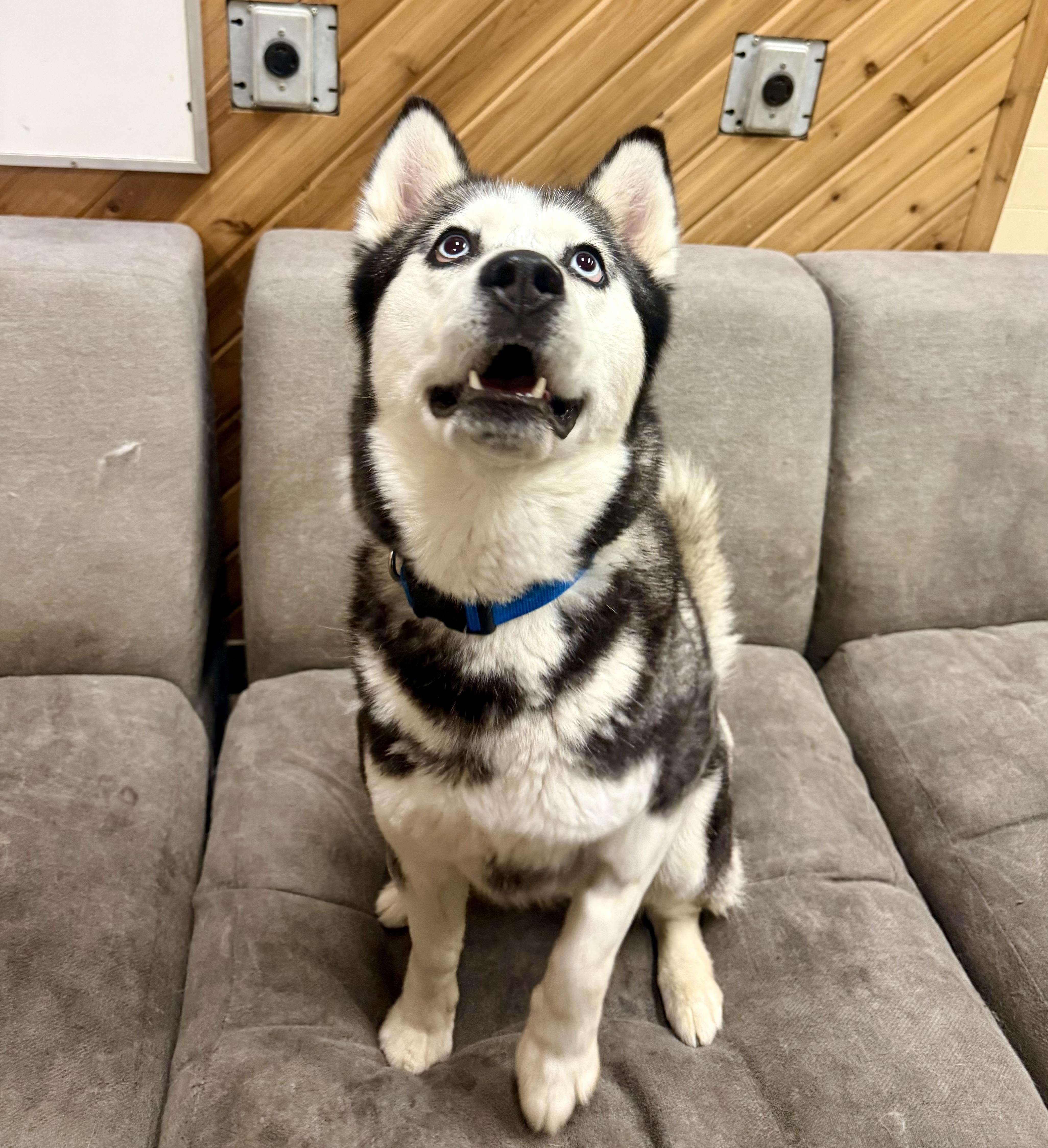 Enlarge Athena, a ADOPTABLE Siberian Husky in Langley, BC image 5/5