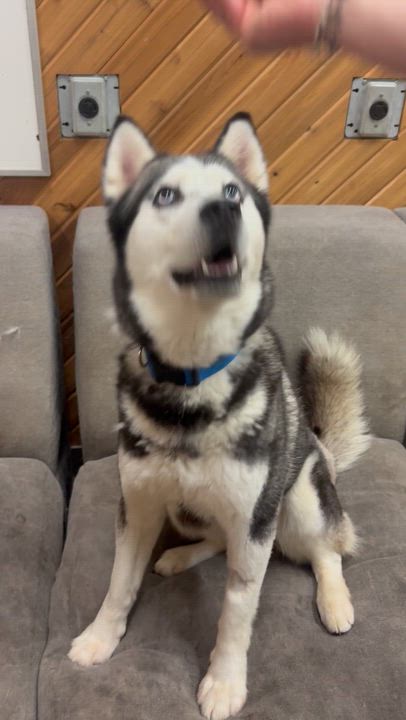 Enlarge Athena, a ADOPTABLE Siberian Husky in Langley, BC video 4/5