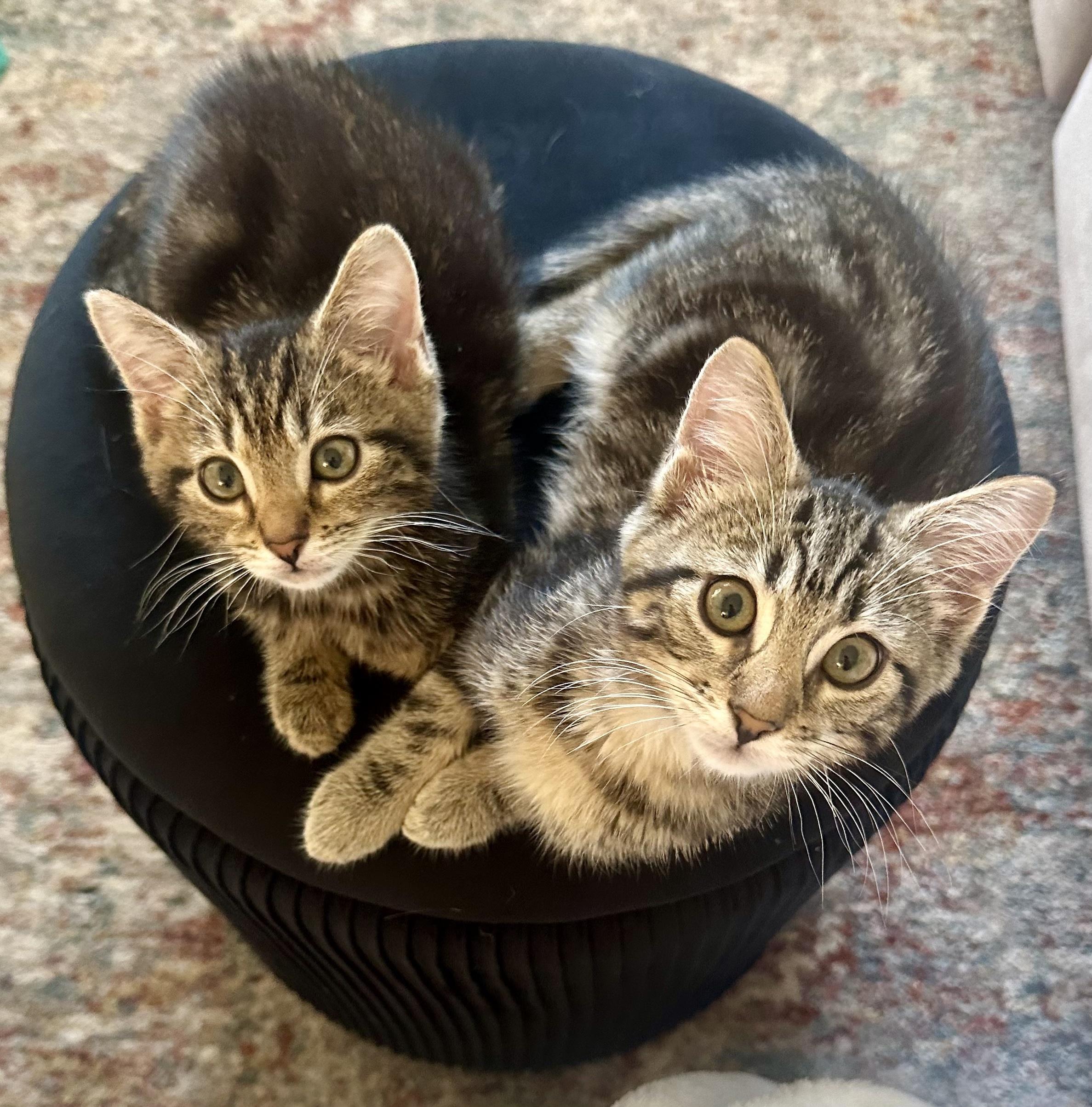 Hunter of the H Kittens, a Adoptable mixed breed in Cincinnati, OH image 6/6