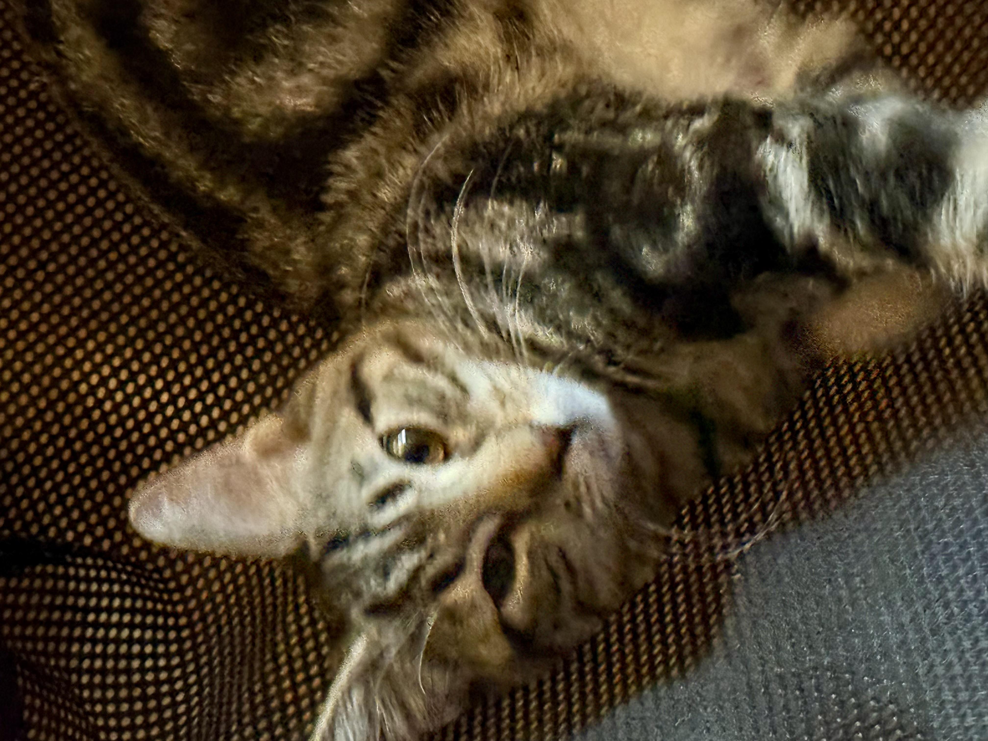 Hunter of the H Kittens