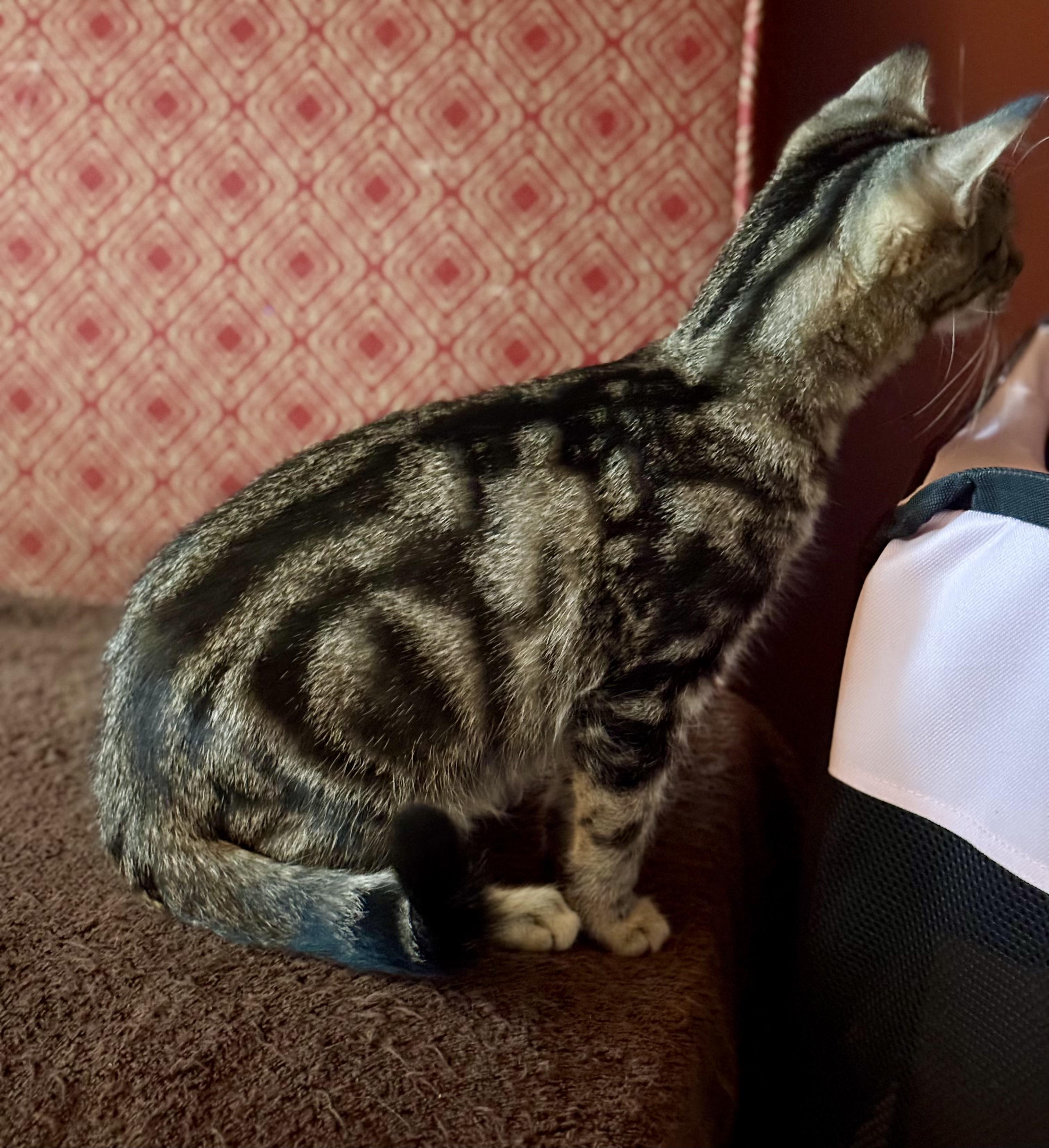 Hunter of the H Kittens