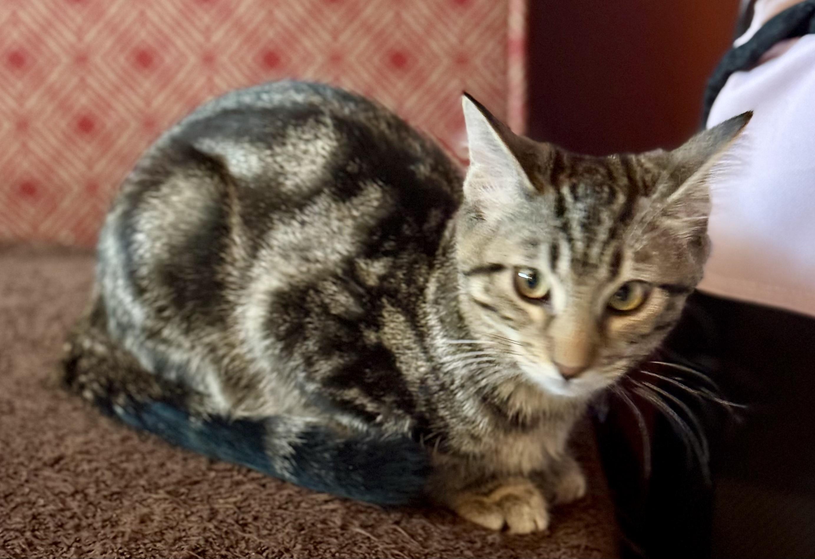 Hunter of the H Kittens, a Adoptable mixed breed in Cincinnati, OH image 3/6