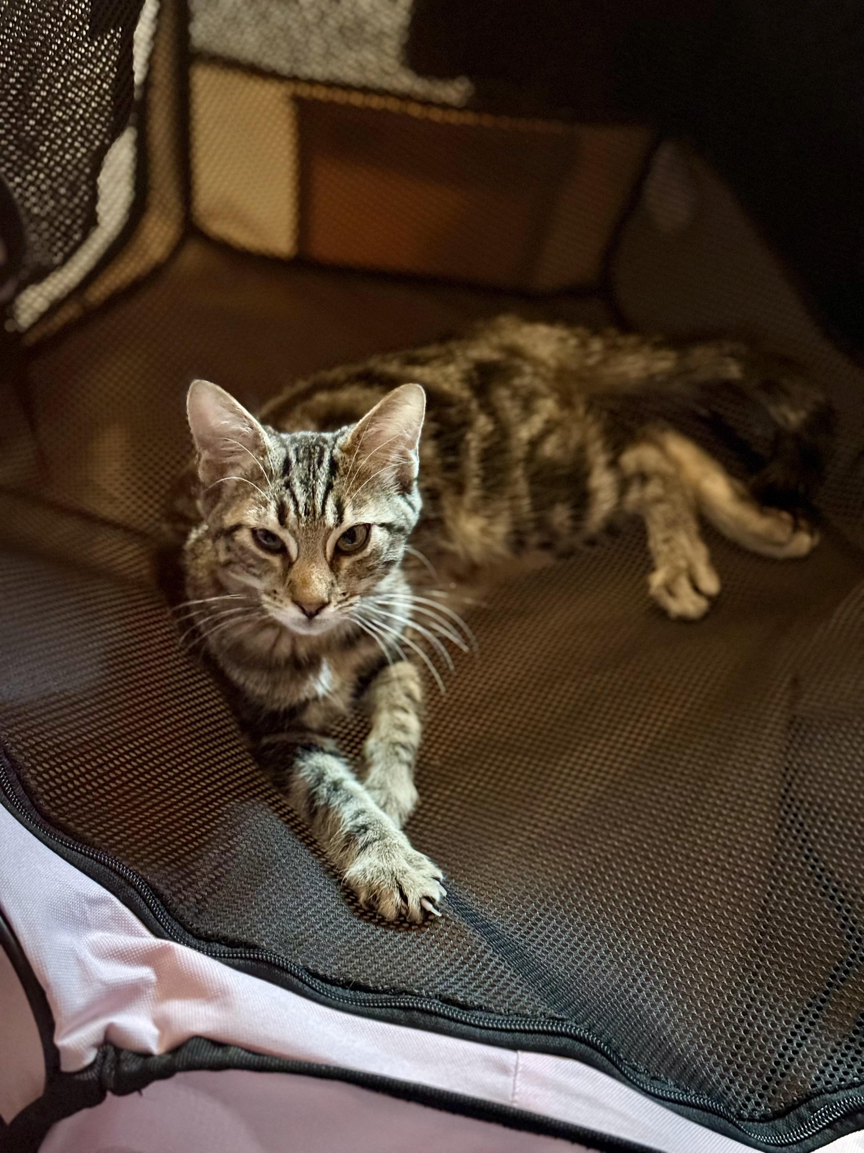 Hunter of the H Kittens