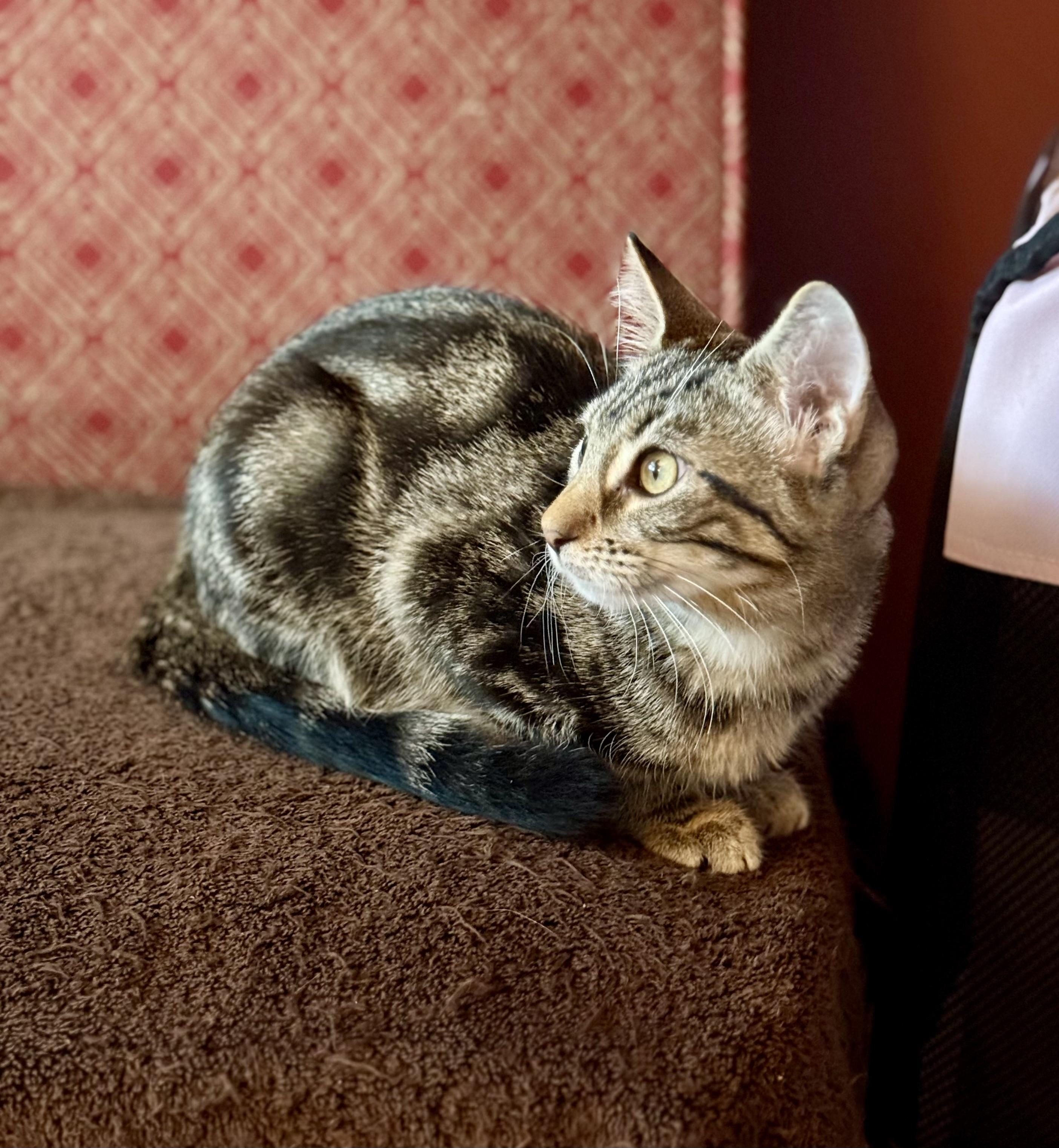 Hunter of the H Kittens, a Adoptable mixed breed in Cincinnati, OH image 5/6