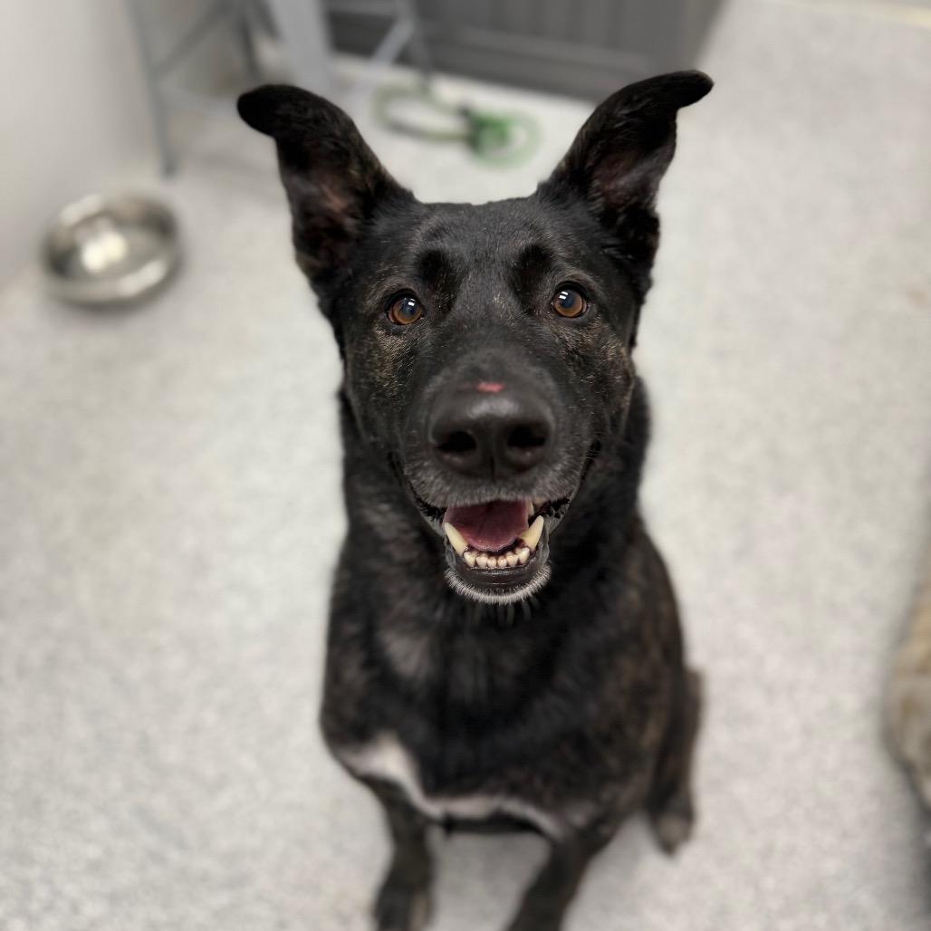 Enlarge Kash, a ADOPTABLE mixed breed in Monticello, IA image 1/6