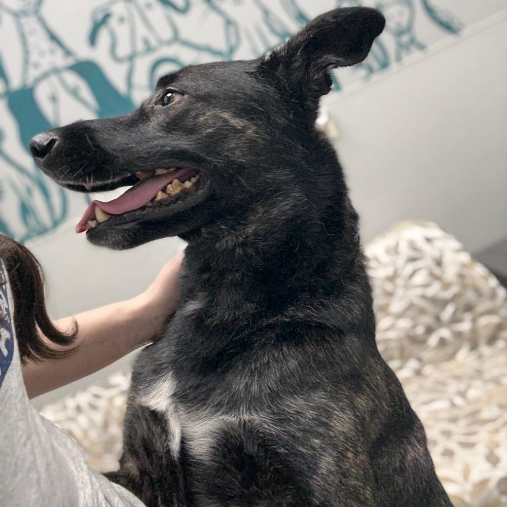 Enlarge Kash, a ADOPTABLE mixed breed in Monticello, IA image 2/6