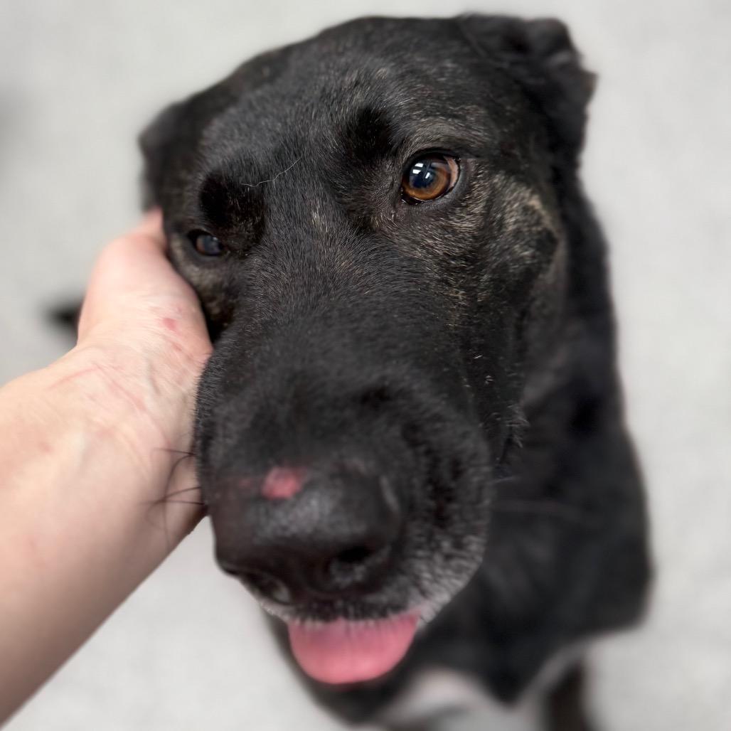 Enlarge Kash, a ADOPTABLE mixed breed in Monticello, IA image 3/6