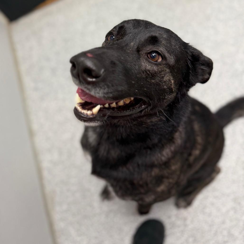 Enlarge Kash, a ADOPTABLE mixed breed in Monticello, IA image 4/6