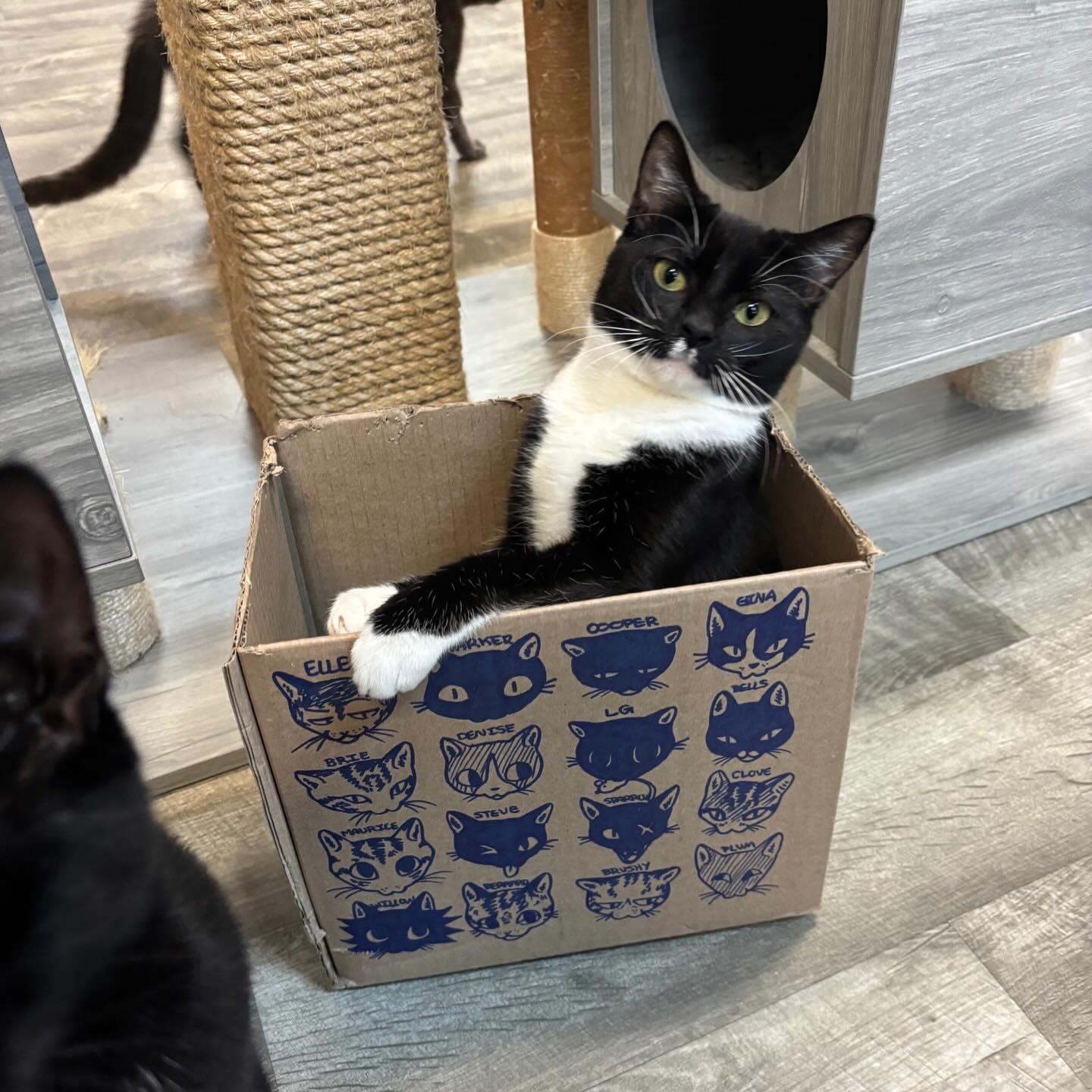 Enlarge Bells @ Fat Cat Cafe, a Adoptable Tuxedo in Tallahassee, FL image 4/4