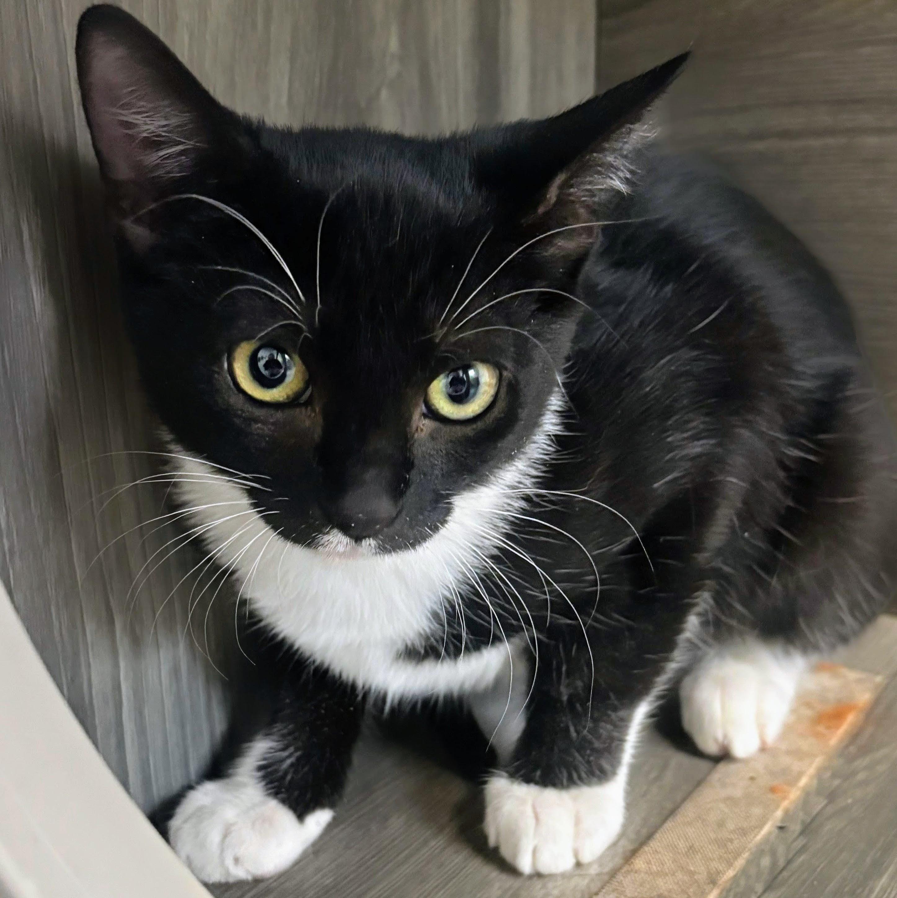 Enlarge Bells @ Fat Cat Cafe, a Adoptable Tuxedo in Tallahassee, FL image 1/1