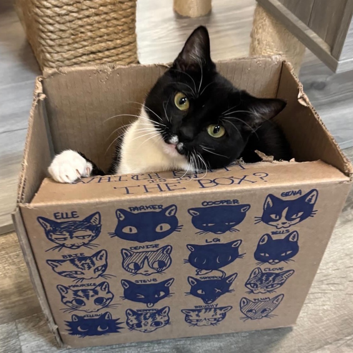 Enlarge Bells @ Fat Cat Cafe, a Adoptable Tuxedo in Tallahassee, FL image 1/4