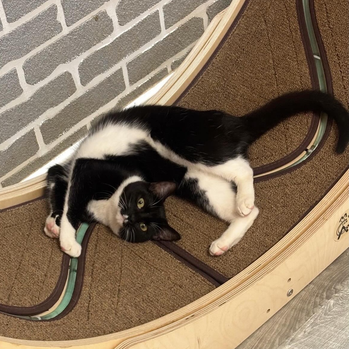 Enlarge Bells @ Fat Cat Cafe, a Adoptable Tuxedo in Tallahassee, FL image 2/4