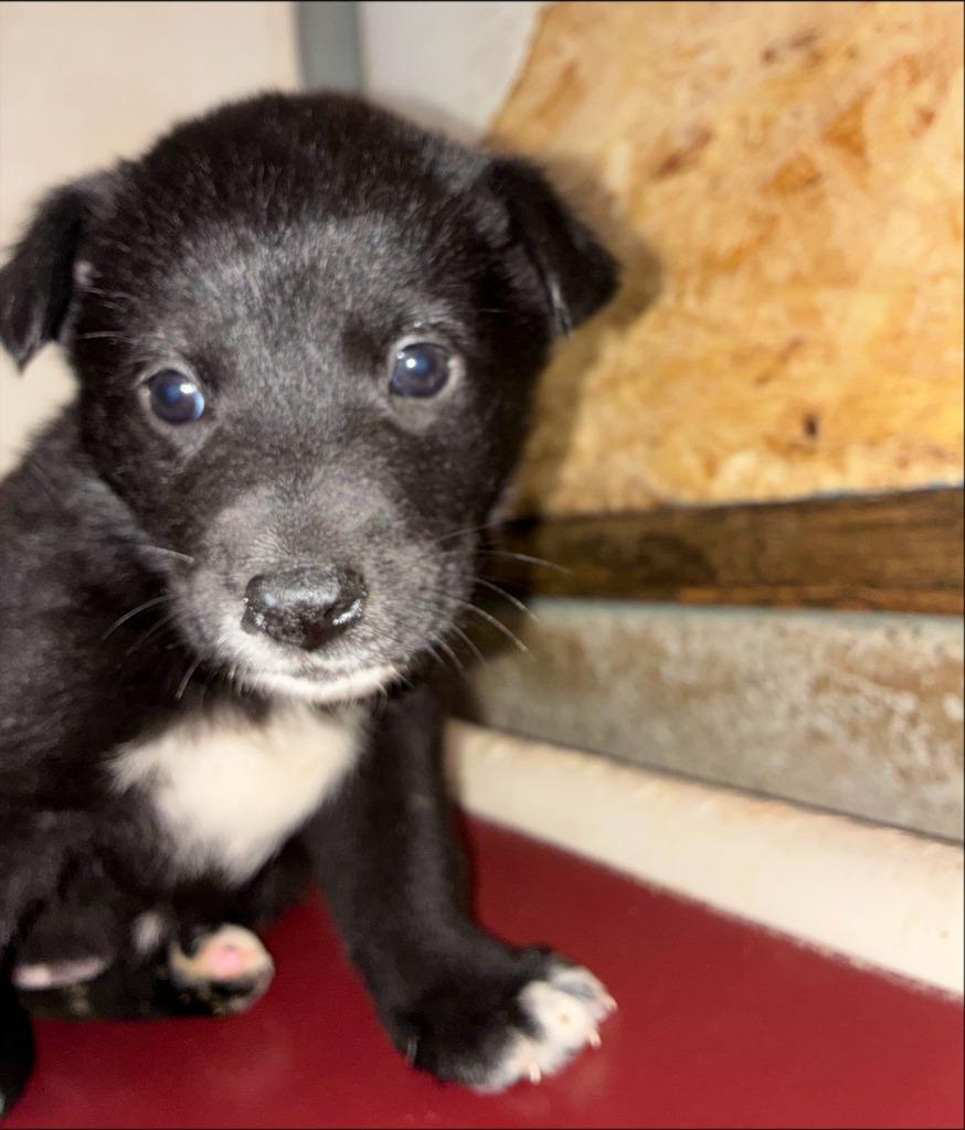 Misha, Adoptable, Puppy Female Australian Shepherd & Labrador Retriever.