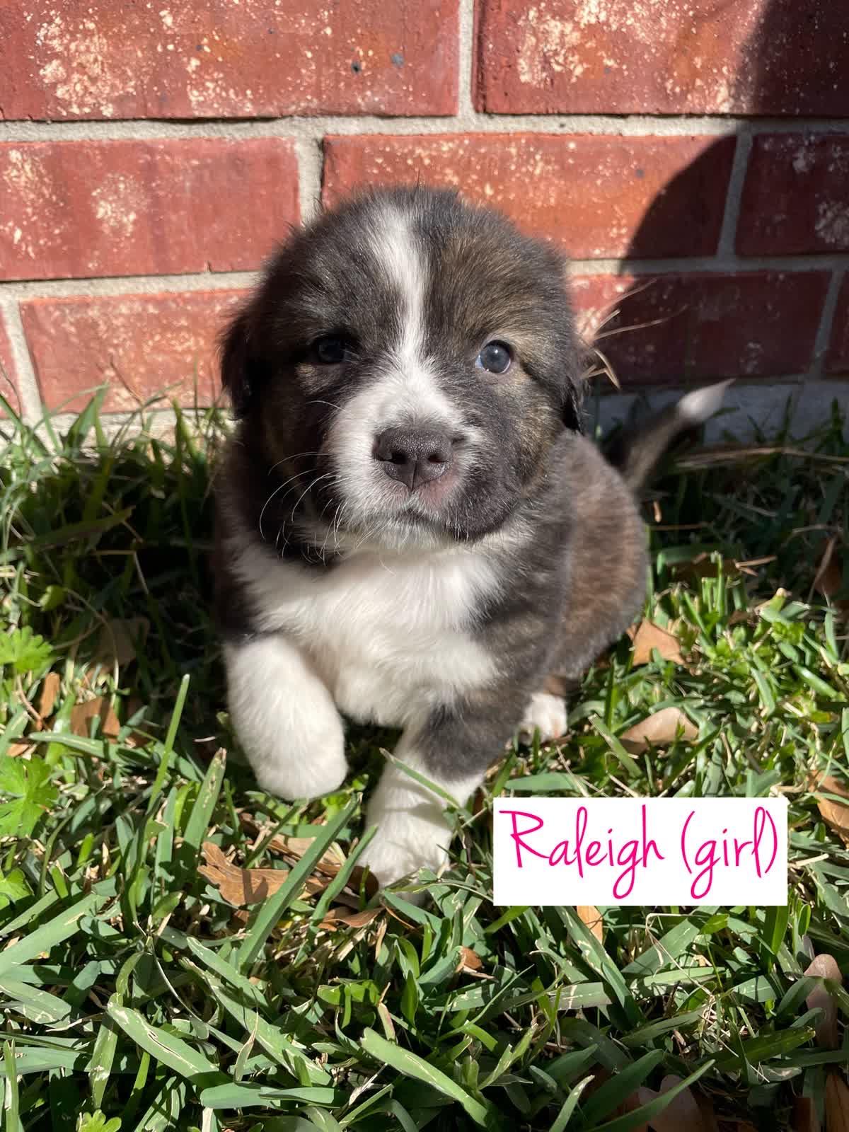 Enlarge Raleigh, a Adoptable mixed breed in Orlando, FL image 2/4