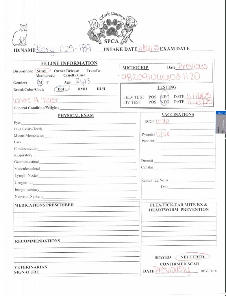 Rory, a Adoptable mixed breed in Springfield, OH image 1/3