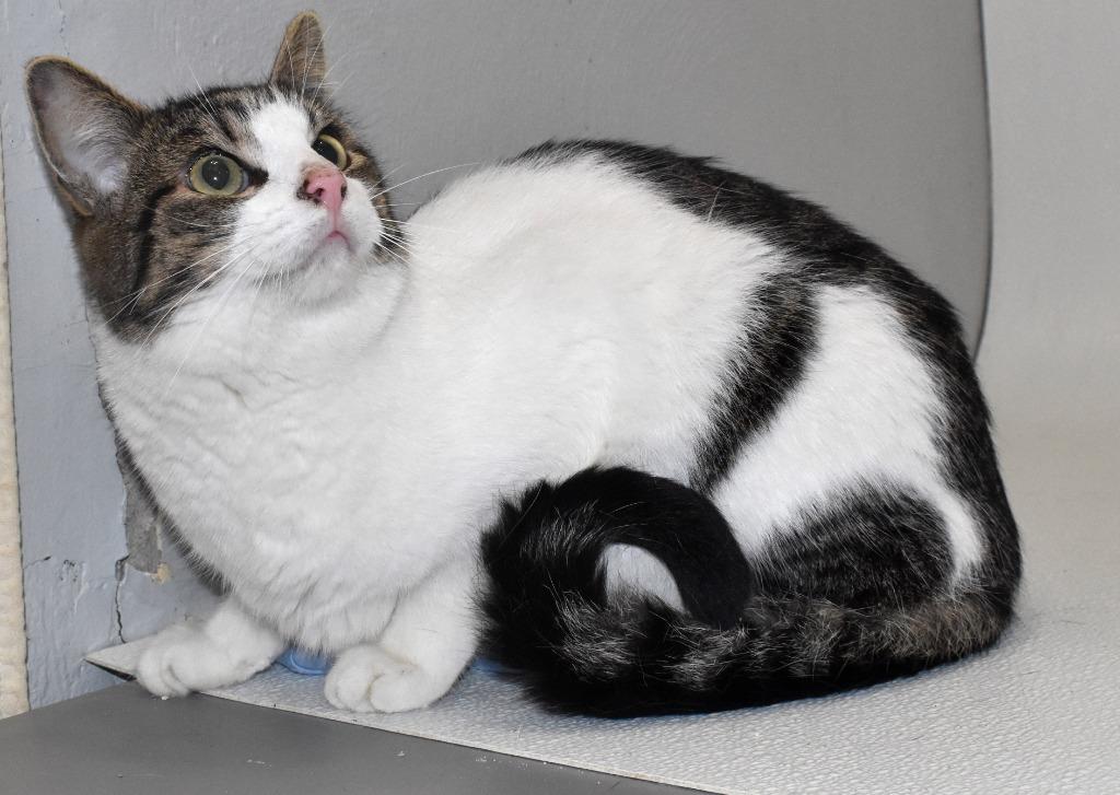 Rory, a Adoptable mixed breed in Springfield, OH image 2/3