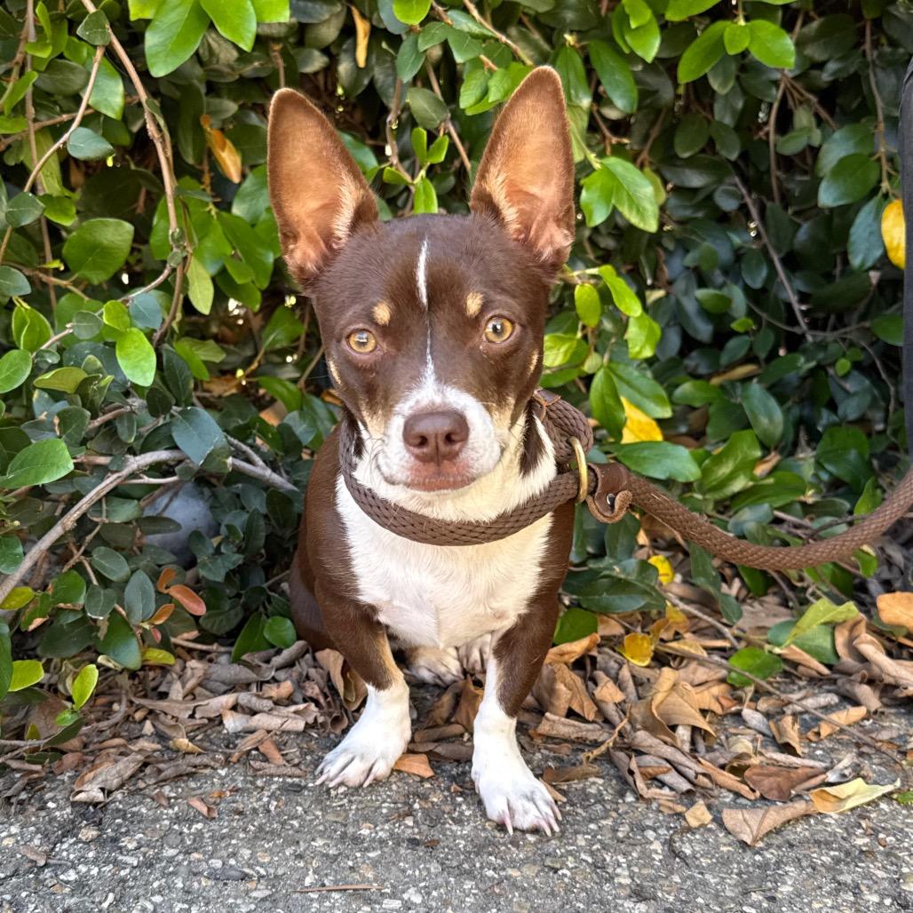 Enlarge Dulce, a Adoptable Chihuahua in Santa Barbara, CA image 1/5