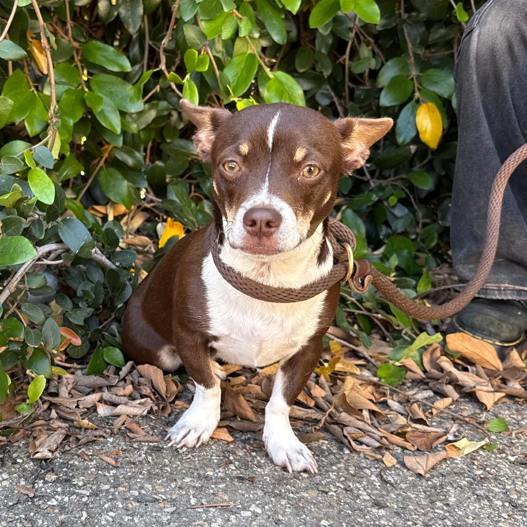 Enlarge Dulce, a Adoptable Chihuahua in Santa Barbara, CA image 2/5
