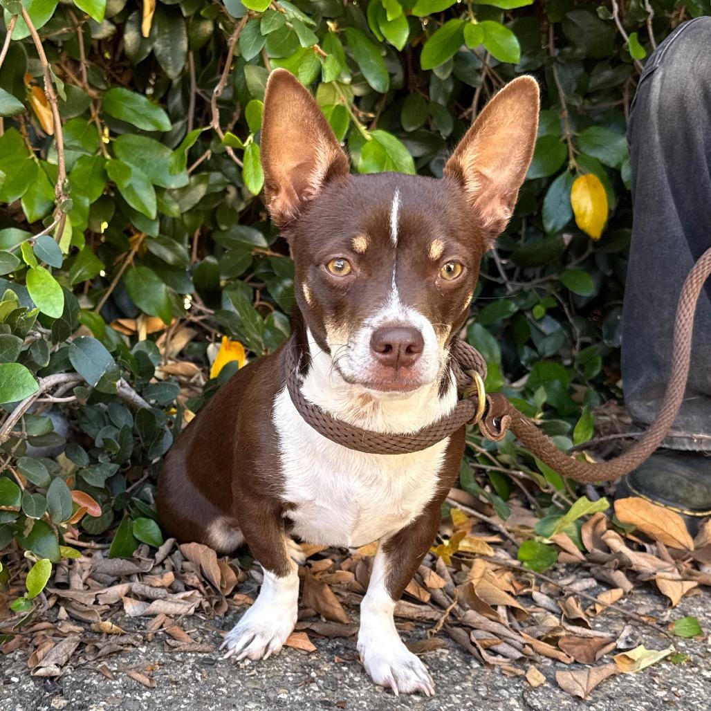 Enlarge Dulce, a Adoptable Chihuahua in Santa Barbara, CA image 3/5