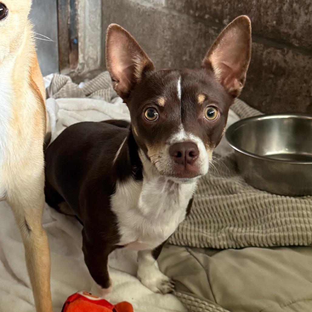 Enlarge Dulce, a Adoptable Chihuahua in Santa Barbara, CA image 4/5