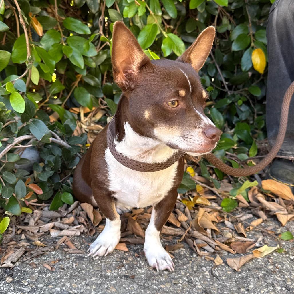 Enlarge Dulce, a Adoptable Chihuahua in Santa Barbara, CA image 5/5
