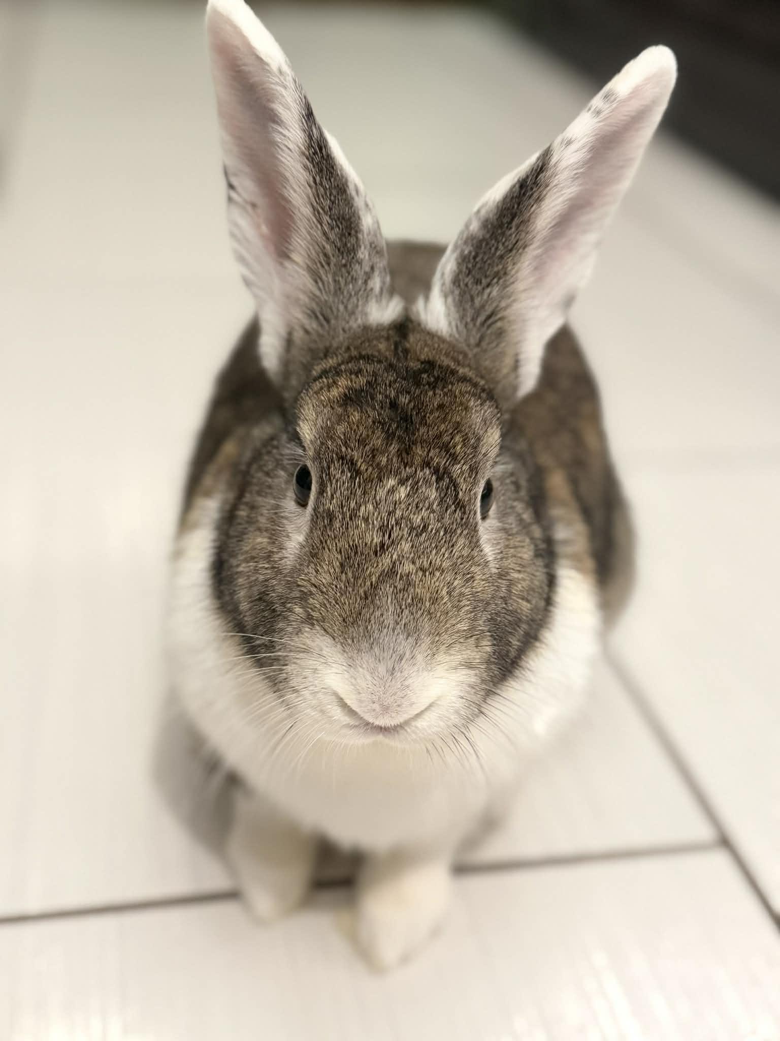 Enlarge Amanda, a ADOPTABLE Dutch in Saint-Dominique, QC image 6/6