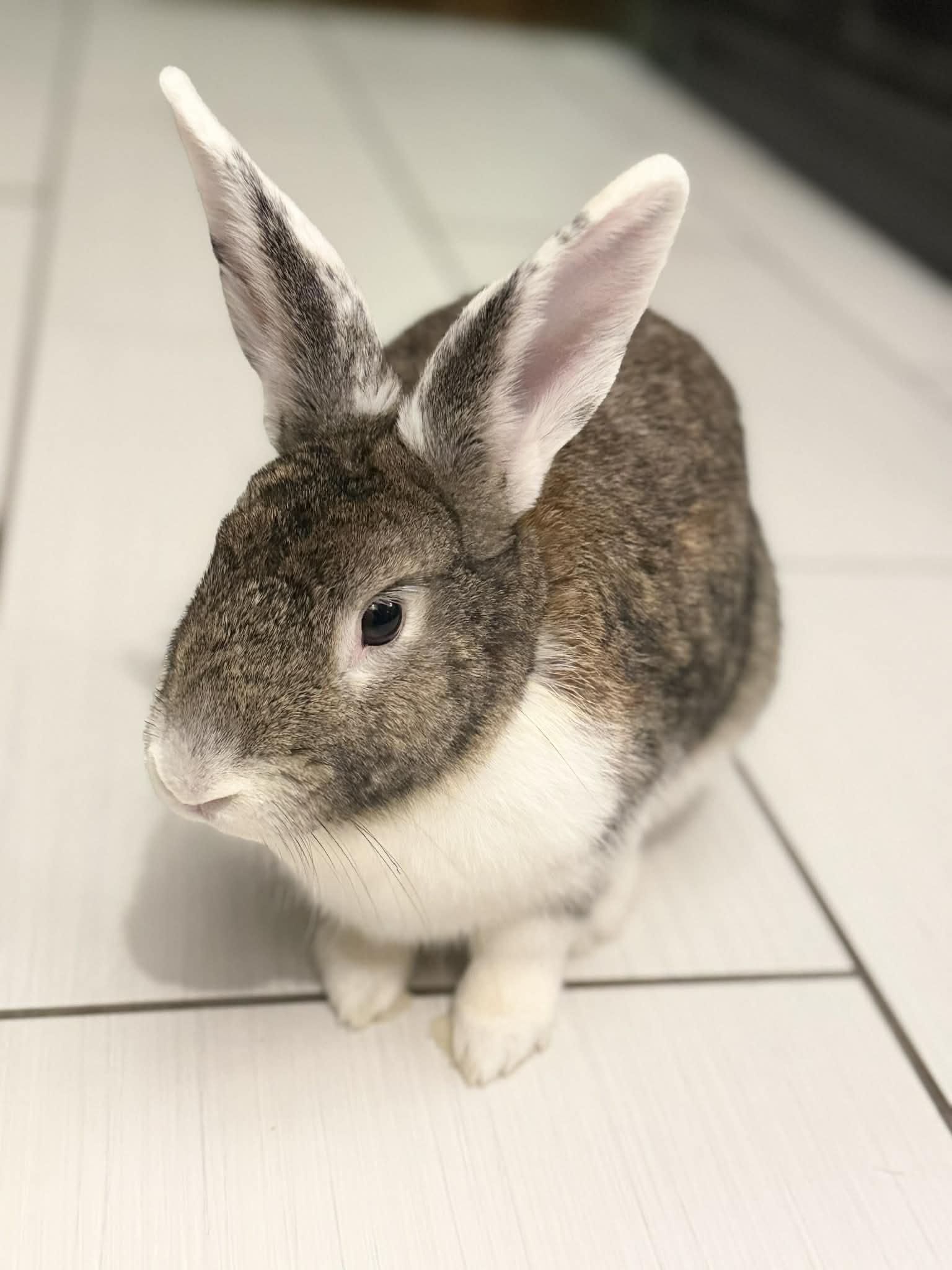 Enlarge Amanda, a ADOPTABLE Dutch in Saint-Dominique, QC image 5/6