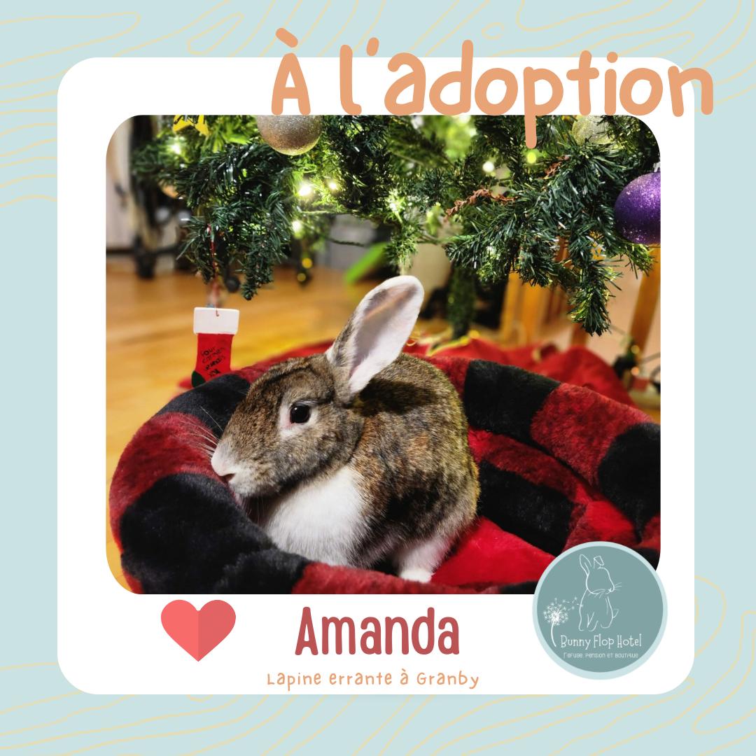 Enlarge Amanda, a ADOPTABLE Dutch in Saint-Dominique, QC image 1/6
