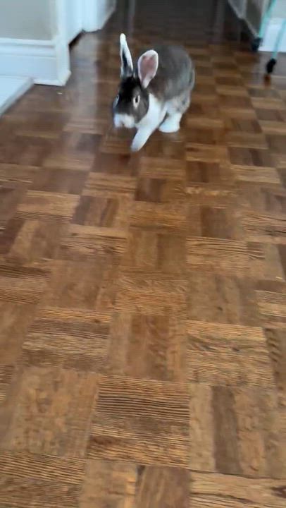 Enlarge Amanda, a ADOPTABLE Dutch in Saint-Dominique, QC video 3/6