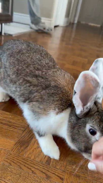 Enlarge Amanda, a ADOPTABLE Dutch in Saint-Dominique, QC video 2/6