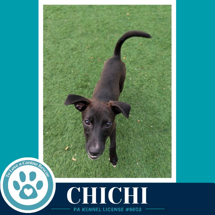 ChiChi 071826, Adoptable, Puppy Male Miniature Pinscher & Mixed Breed.