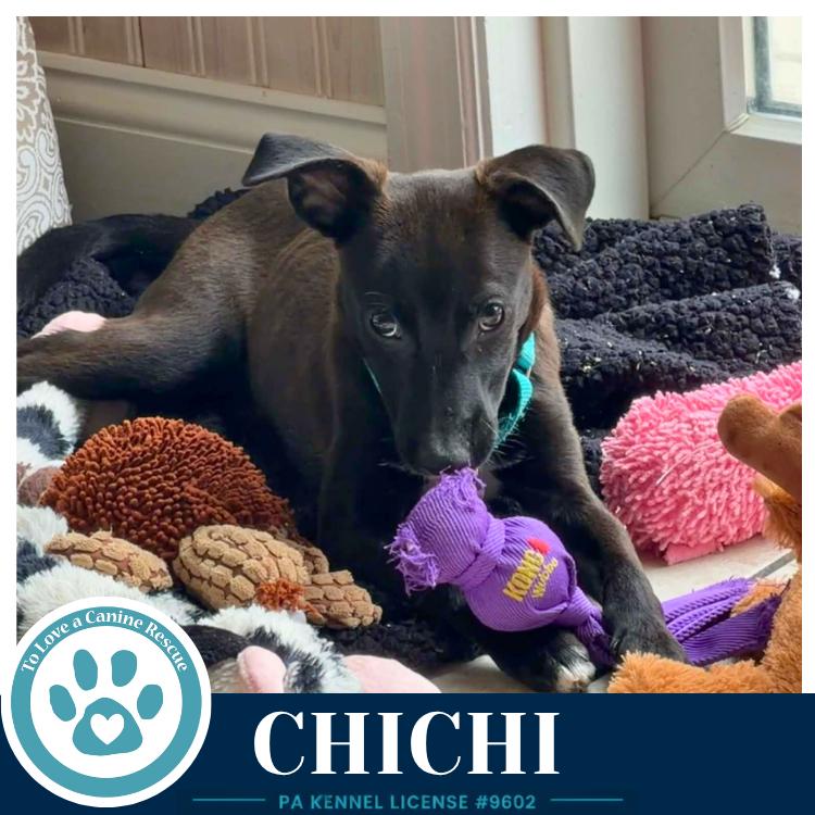 ChiChi 071826, a Adoptable mixed breed in Kimberton, PA image 2/6