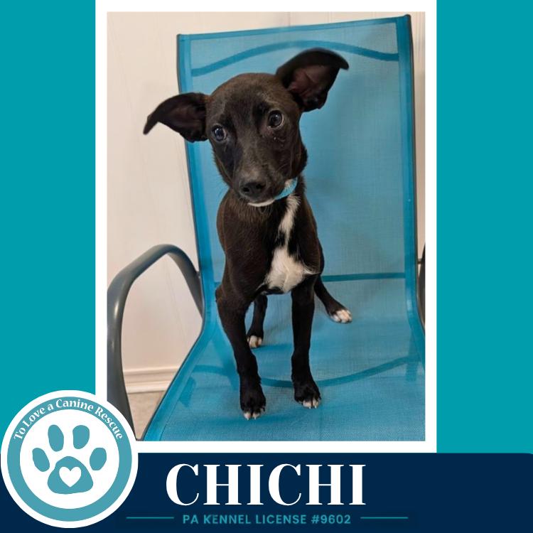 ChiChi 071826, a Adoptable mixed breed in Kimberton, PA image 3/6