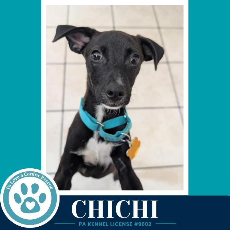 ChiChi 071826, a Adoptable mixed breed in Kimberton, PA image 4/6