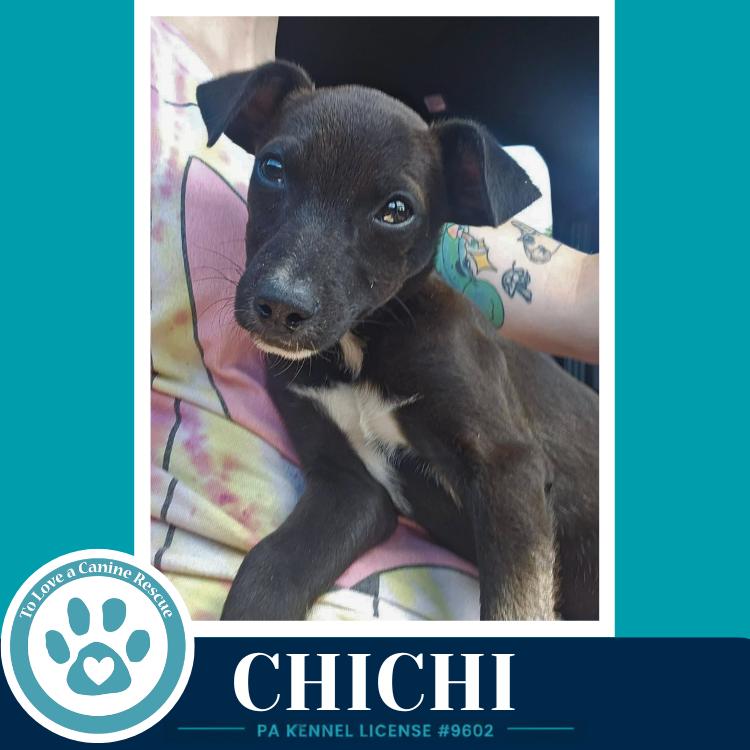 ChiChi 071826, a Adoptable mixed breed in Kimberton, PA image 5/6