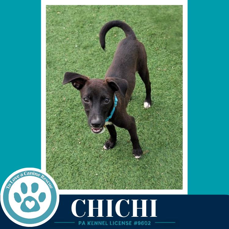 ChiChi 071826, a Adoptable mixed breed in Kimberton, PA image 6/6