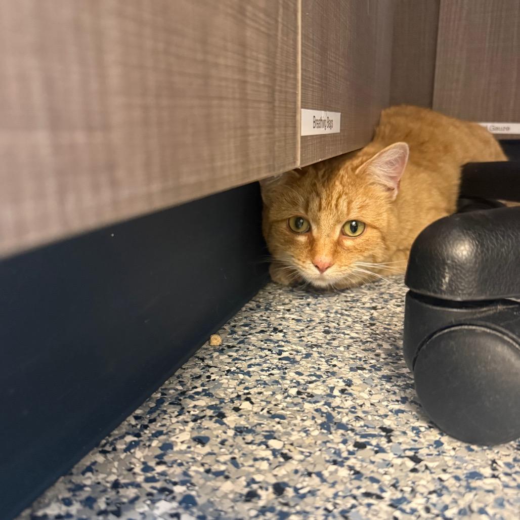 Enlarge Terracotta, a Adoptable Domestic Short Hair in Great Falls, MT image 1/5