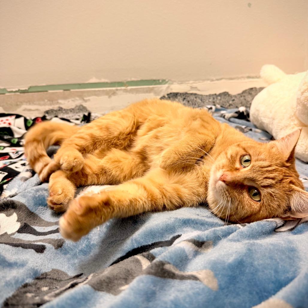 Enlarge Terracotta, a Adoptable Domestic Short Hair in Great Falls, MT image 2/5