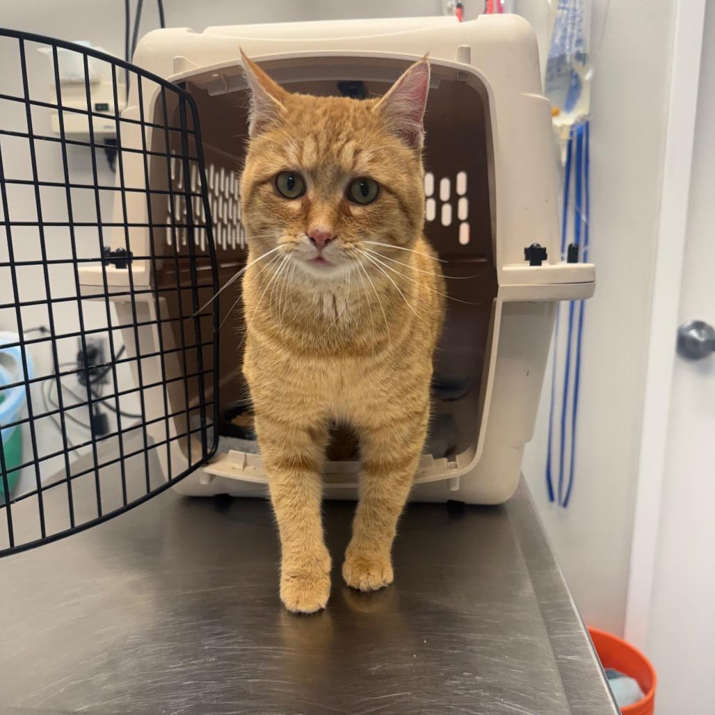 Enlarge Terracotta, a Adoptable Domestic Short Hair in Great Falls, MT image 3/5