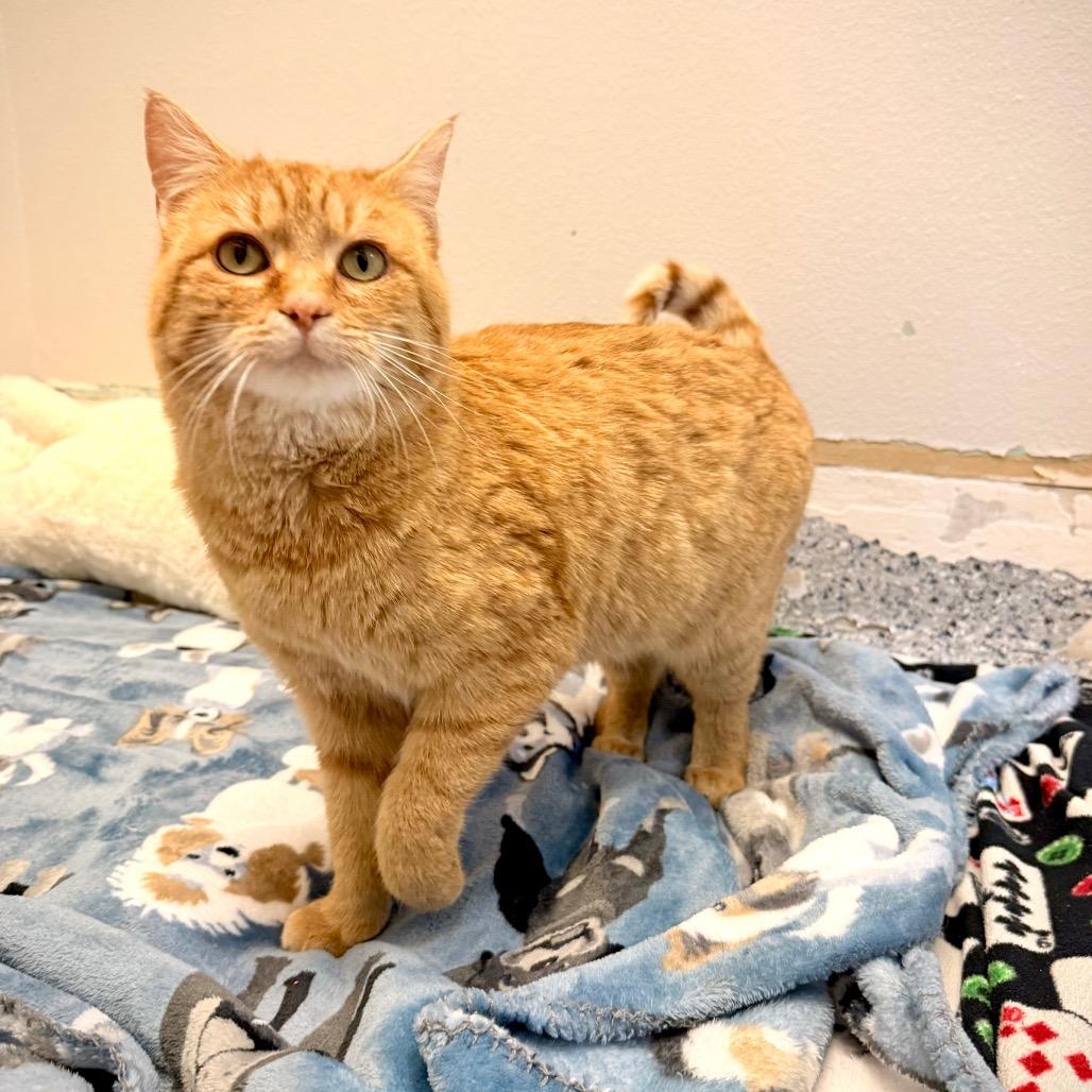 Enlarge Terracotta, a Adoptable Domestic Short Hair in Great Falls, MT image 4/5