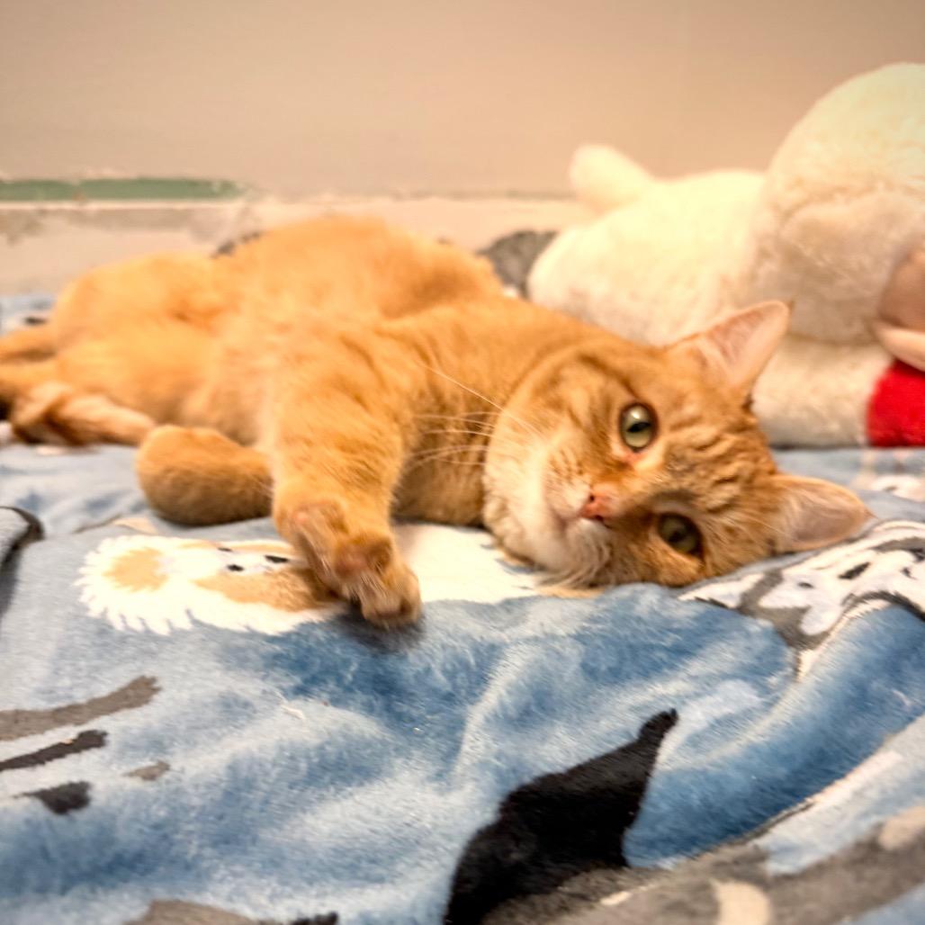 Enlarge Terracotta, a Adoptable Domestic Short Hair in Great Falls, MT image 5/5