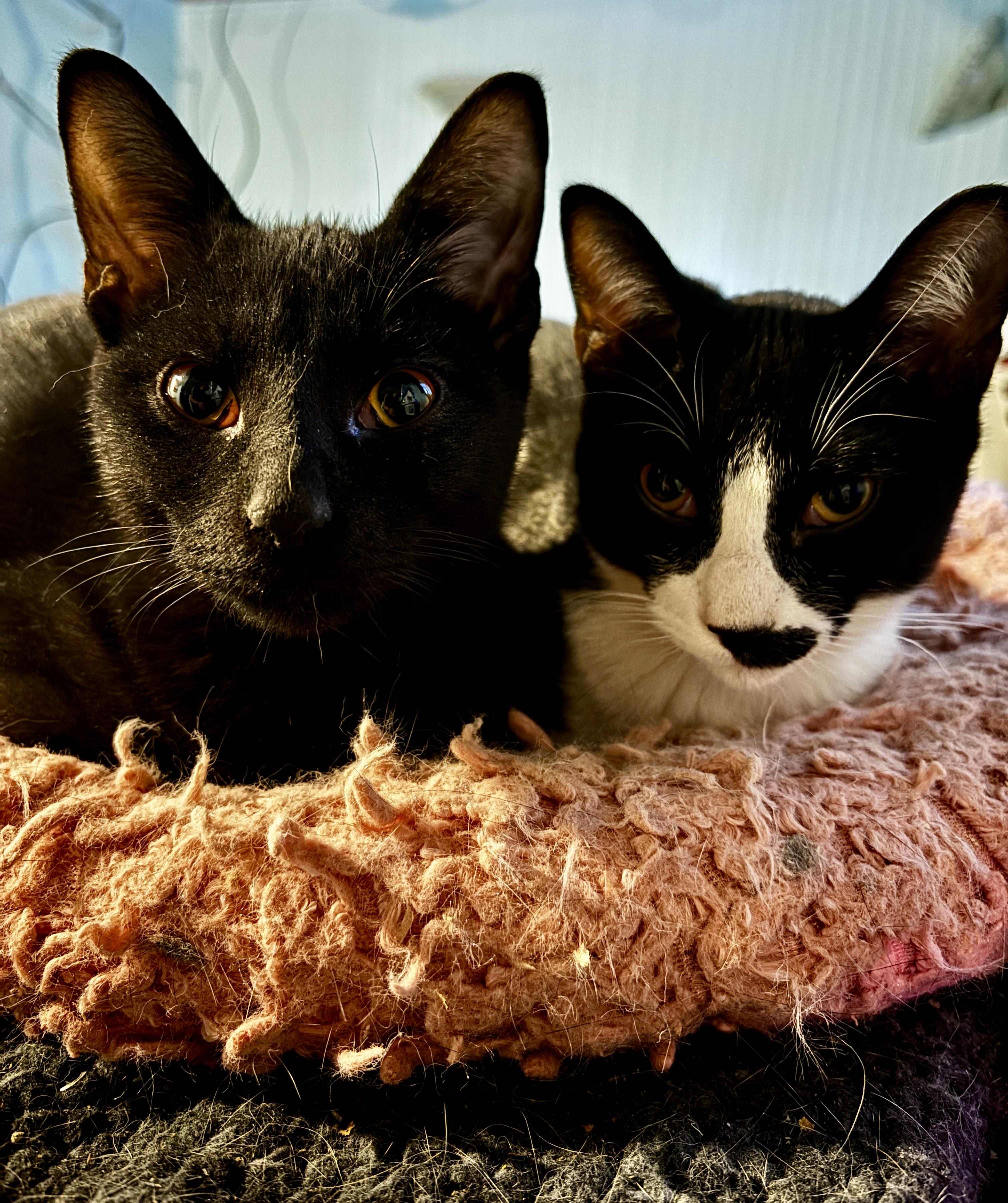 VERO, a ADOPTABLE Tuxedo in Shakespeare, ON image 3/3