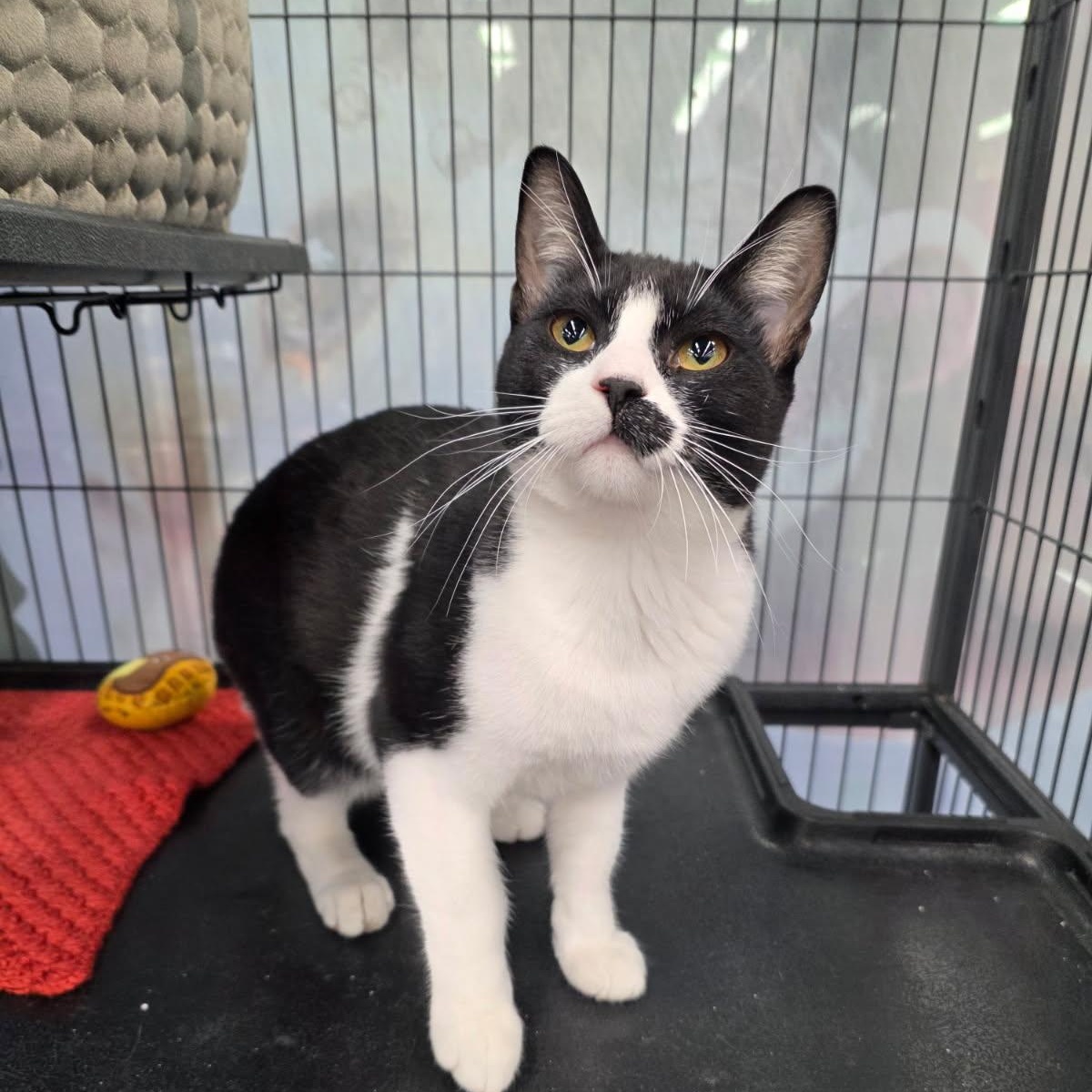 Enlarge VERO, a ADOPTABLE Tuxedo in Shakespeare, ON image 1/5
