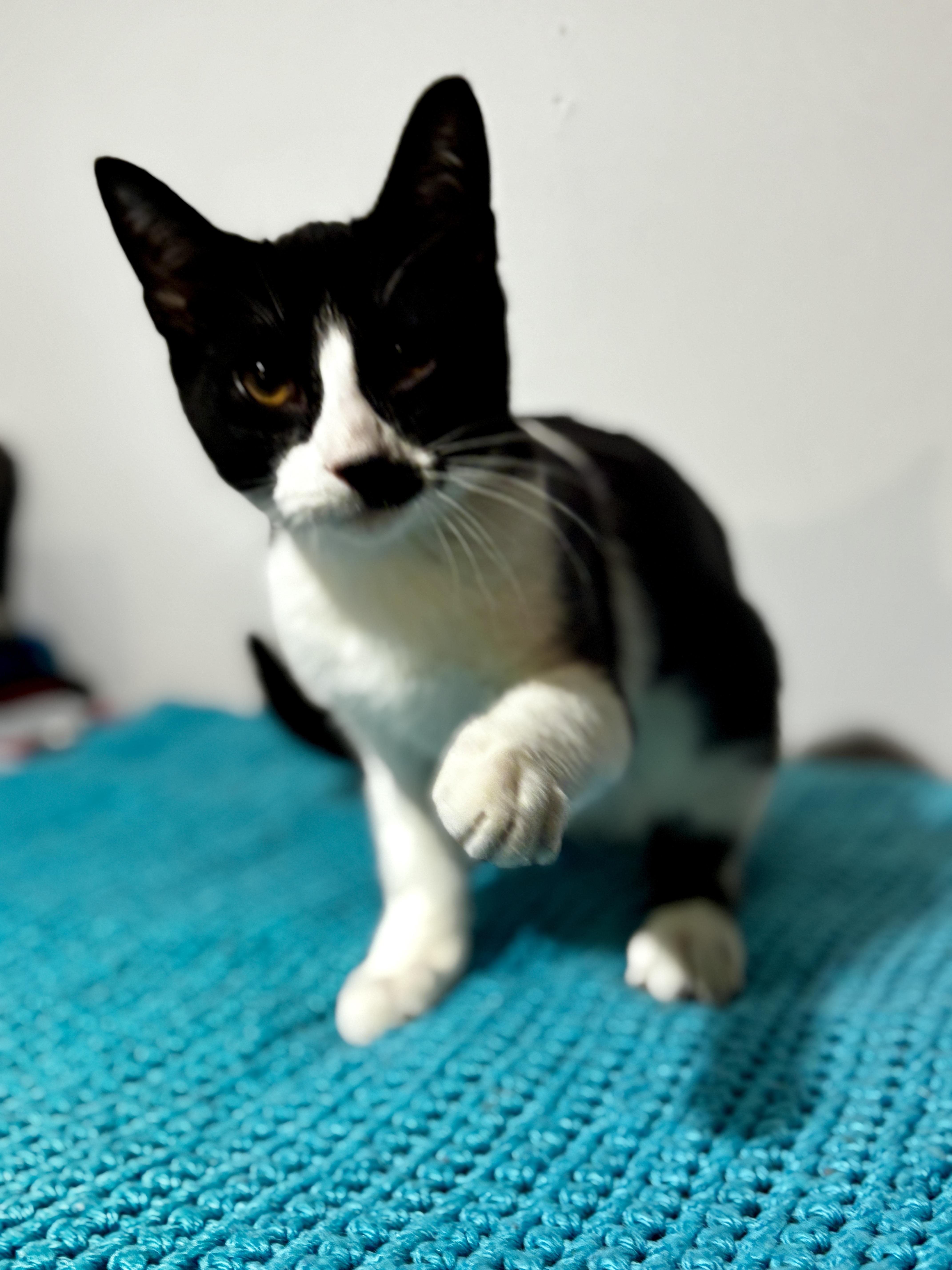 VERO, a ADOPTABLE Tuxedo in Shakespeare, ON image 1/3