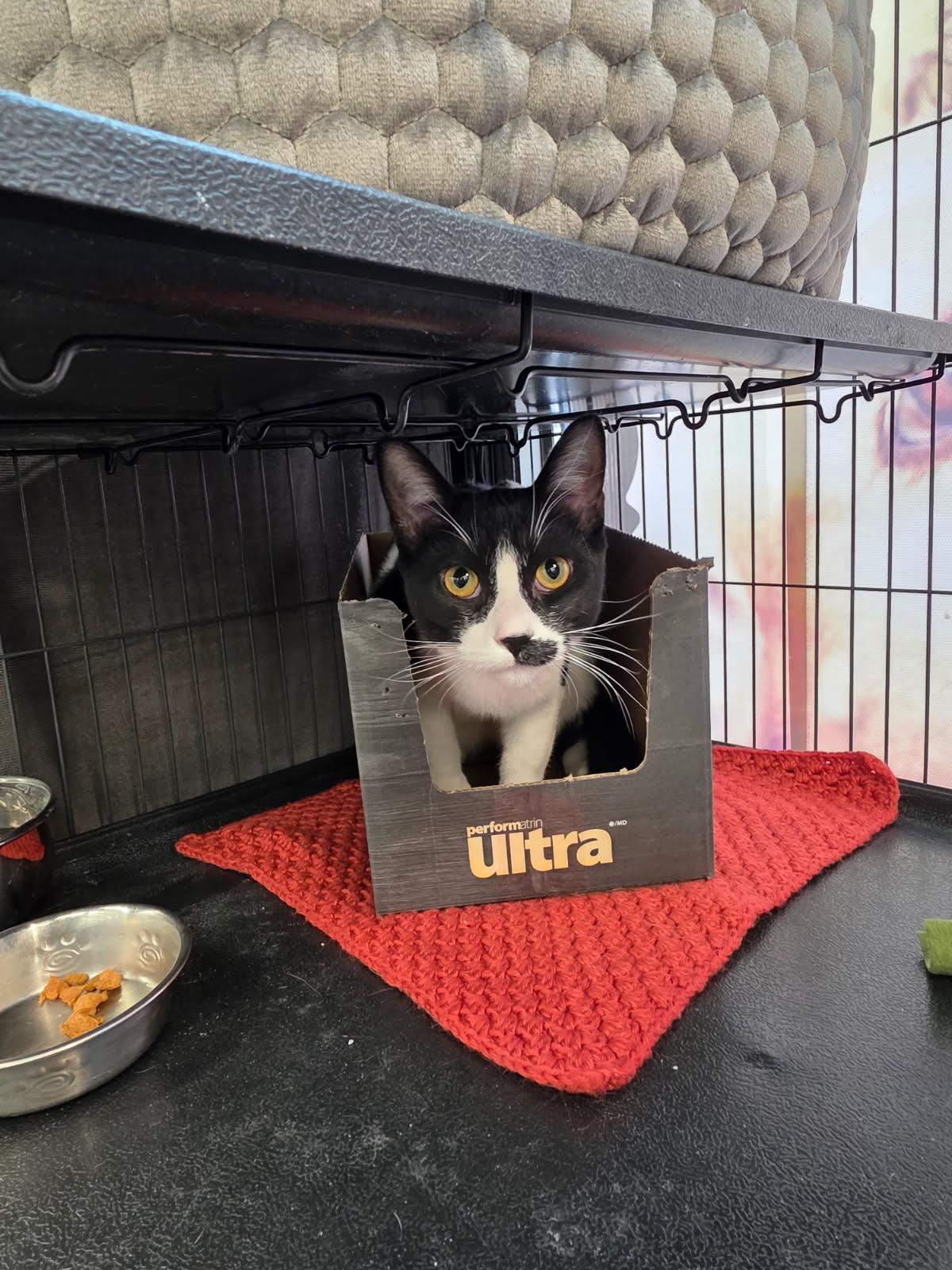 Enlarge VERO, a ADOPTABLE Tuxedo in Shakespeare, ON image 5/5